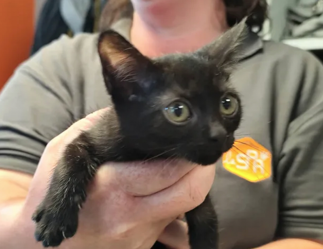 Ganon - Chat Européen à adopter - photo 2