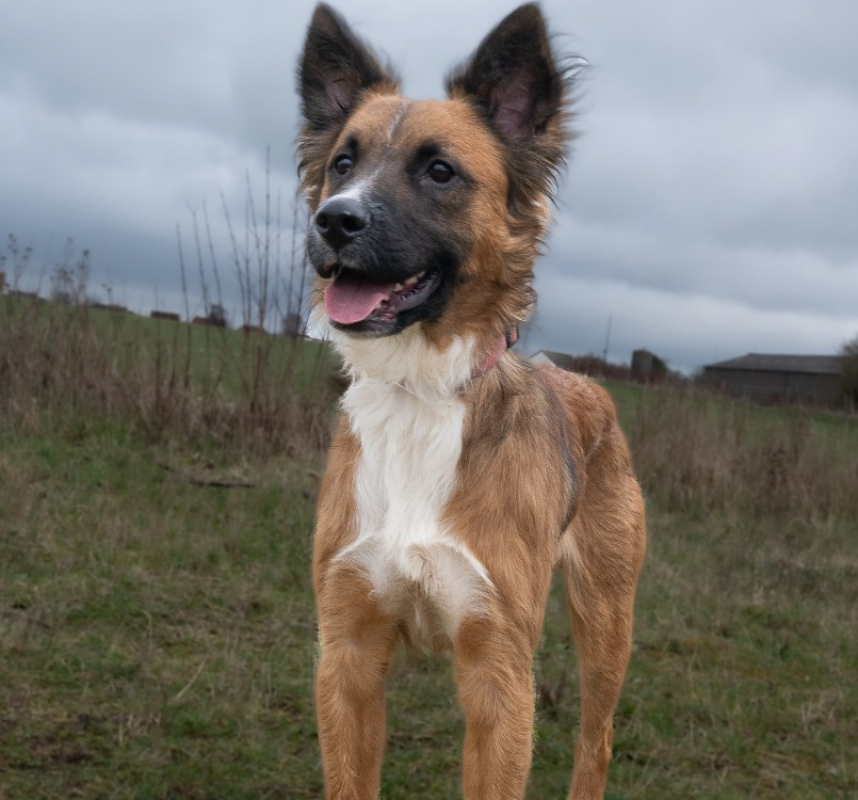Isaak - Chien à adopter
