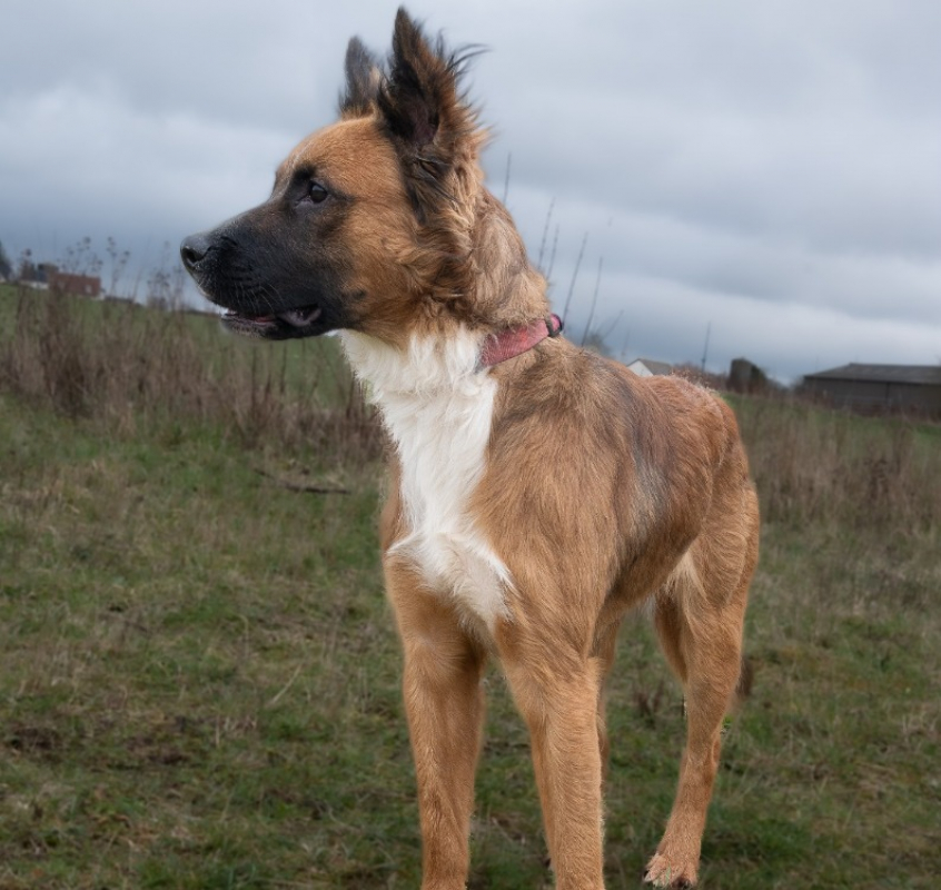 Isaak - Chien à adopter - photo 2