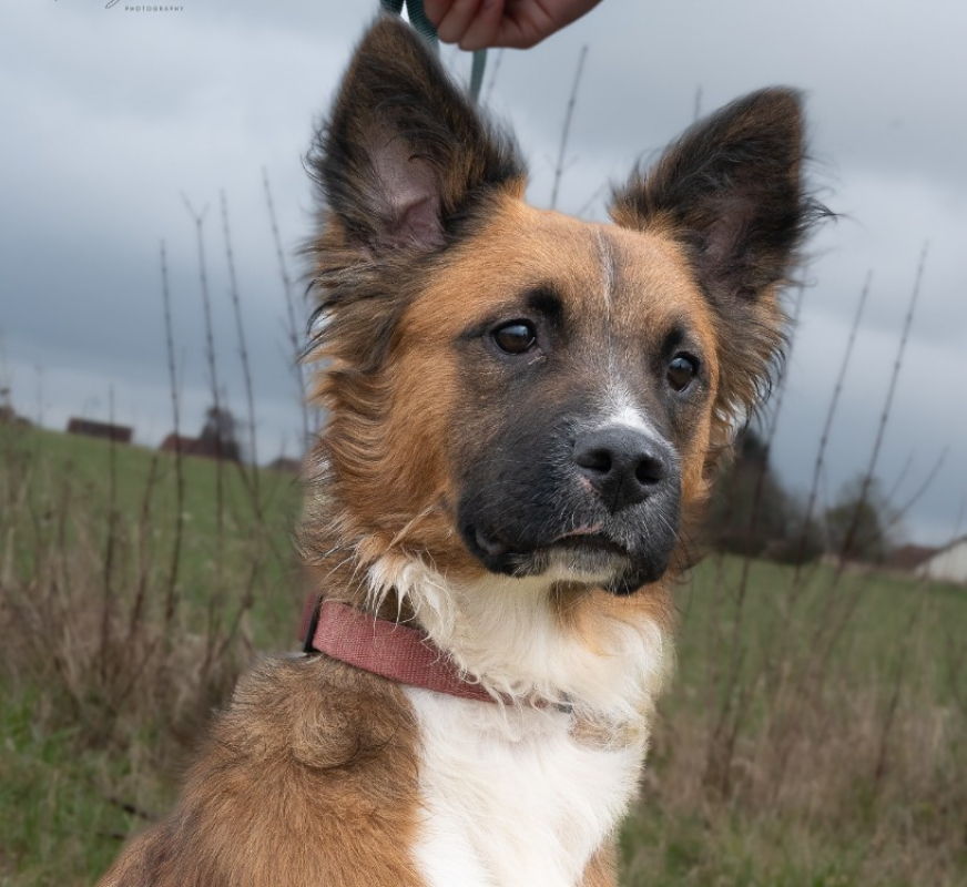 Isaak - Chien à adopter - photo 3