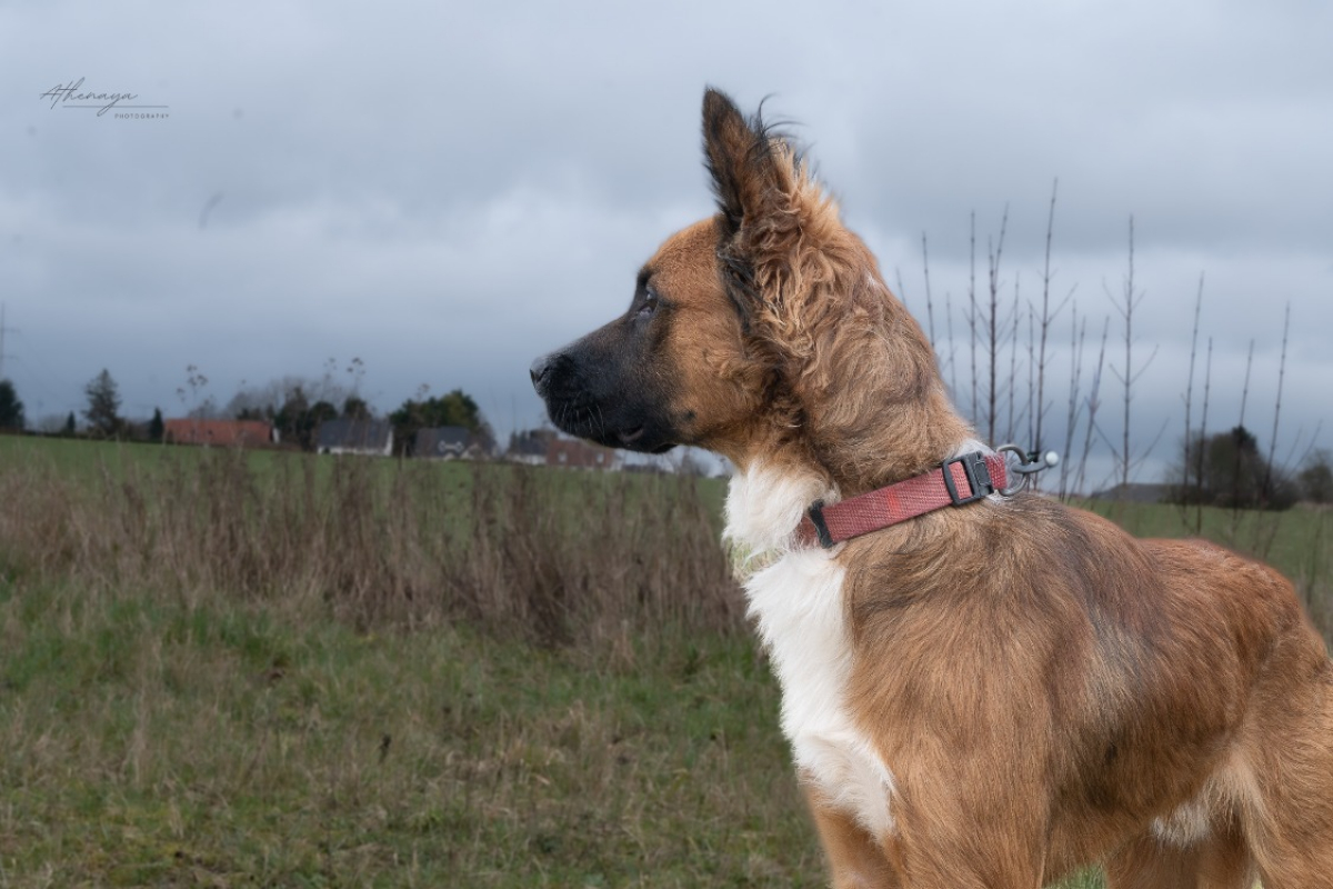Isaak - Chien à adopter - photo 4