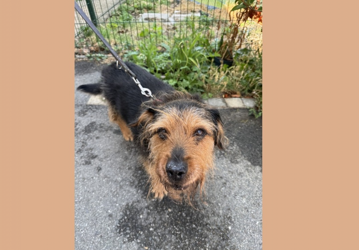 Albert - Chien à adopter