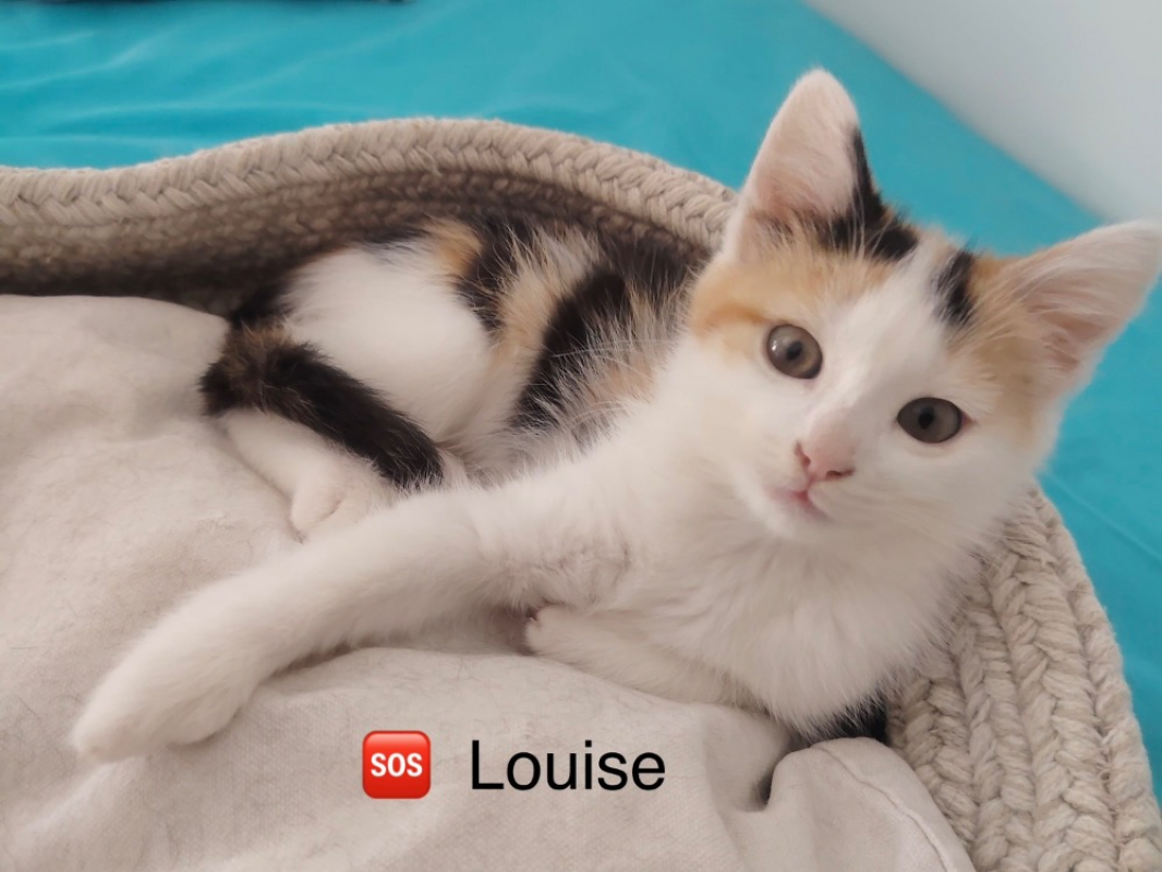 Louise - Chat Européen à adopter