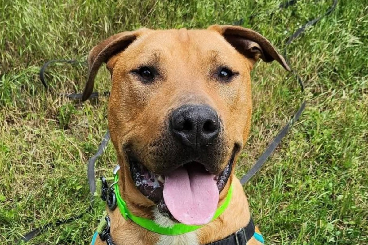 Rio - Chien Bouledogue Américain à adopter