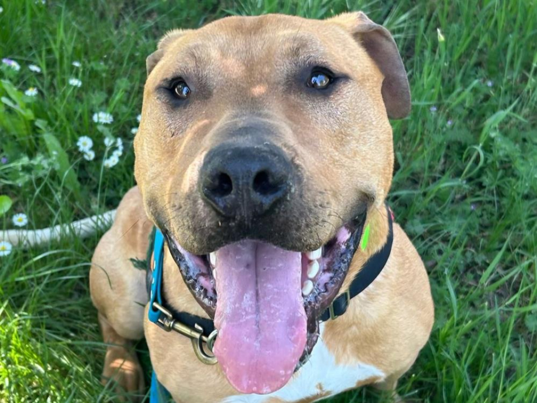 Rio - Chien Bouledogue Américain à adopter - photo 2