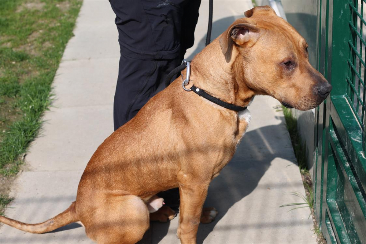 Rio - Chien Bouledogue Américain à adopter - photo 3