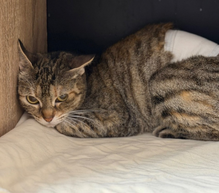 Haku - Chat Européen à adopter