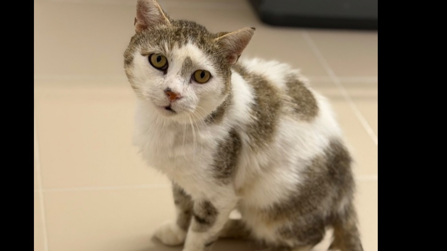 Gustave - Chat Européen à adopter