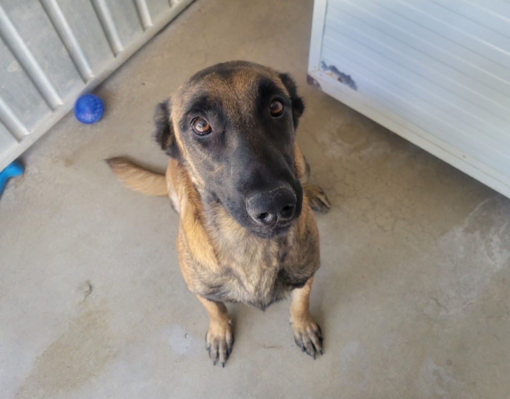 Lupine - Chien Berger Belge Malinois à adopter