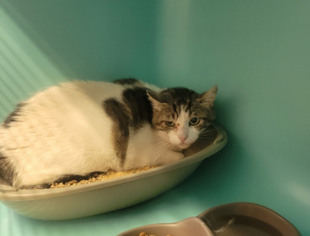 Greg - Chat Européen à adopter