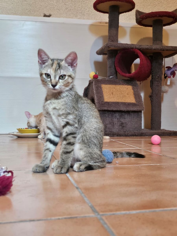 Violette - Chat à adopter - photo 3