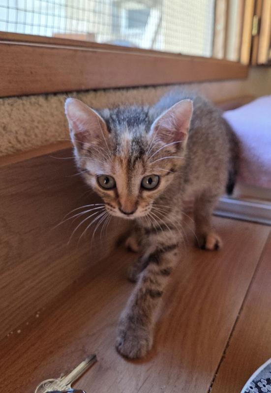 Violette - Chat à adopter - photo 4