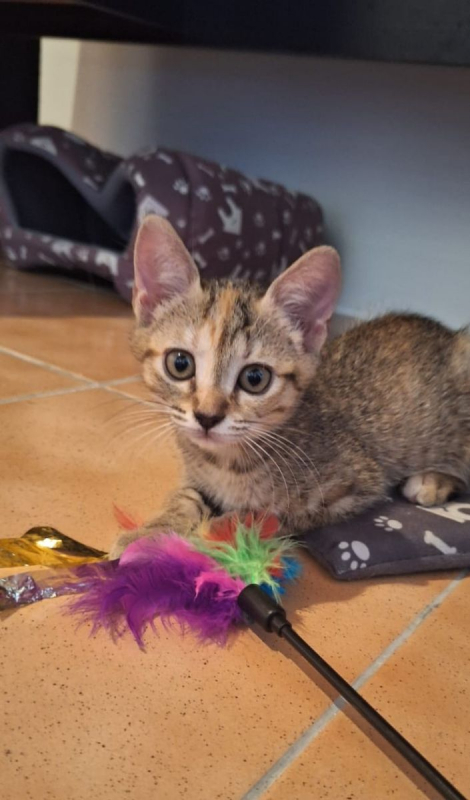 Violette - Chat à adopter - photo 2