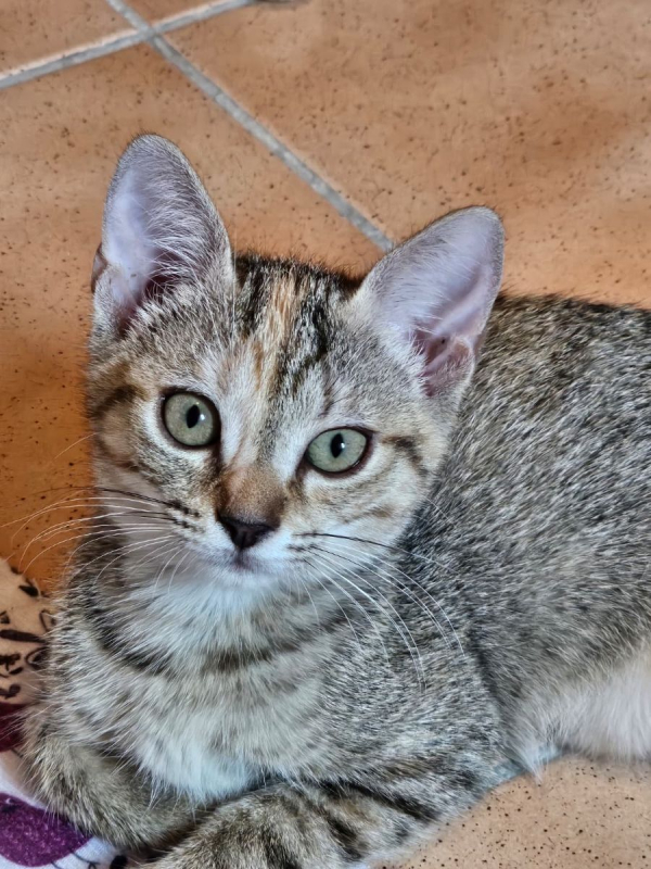 Violette - Chat à adopter