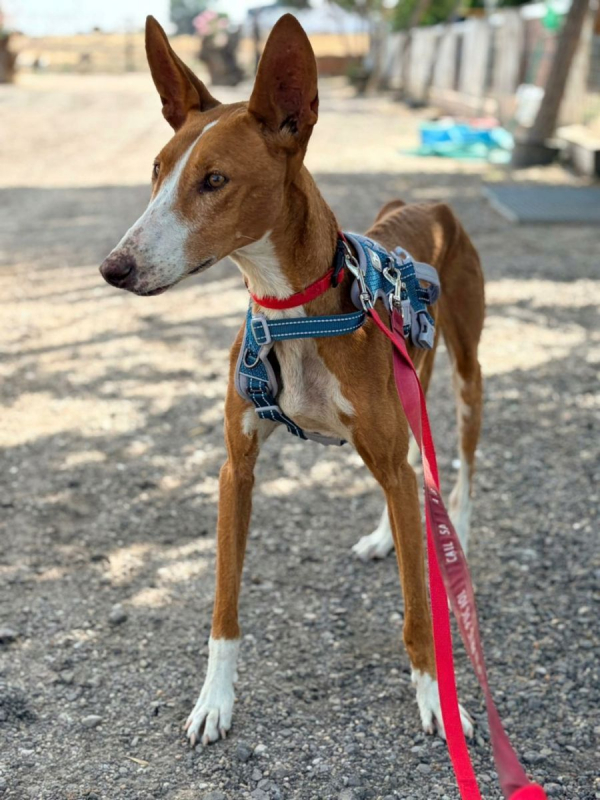 IBIZA - Chien Podenco Ibicenco à adopter - photo 6