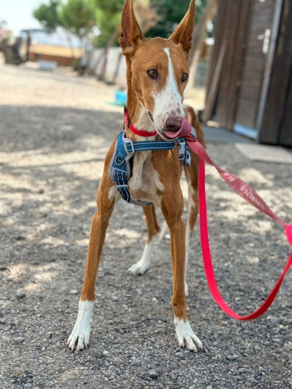 IBIZA - Chien Podenco Ibicenco à adopter - photo 4