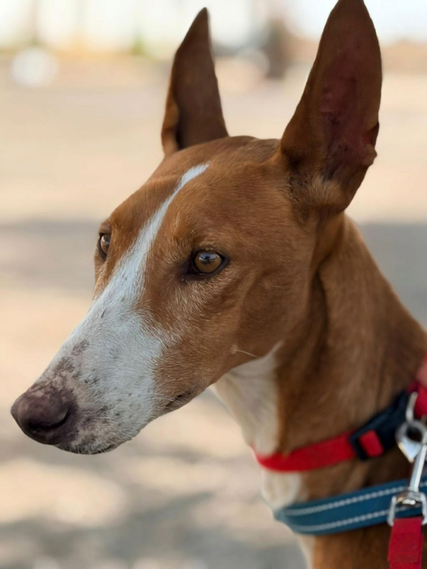 IBIZA - Chien Podenco Ibicenco à adopter - photo 2