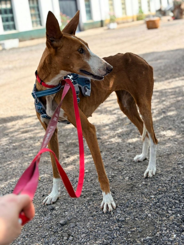 IBIZA - Chien Podenco Ibicenco à adopter - photo 5