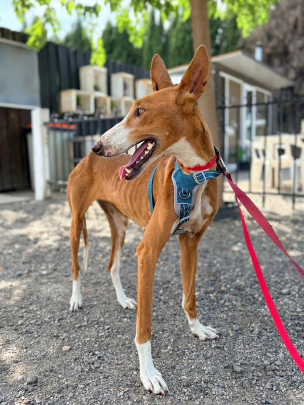 IBIZA - Chien Podenco Ibicenco à adopter - photo 3