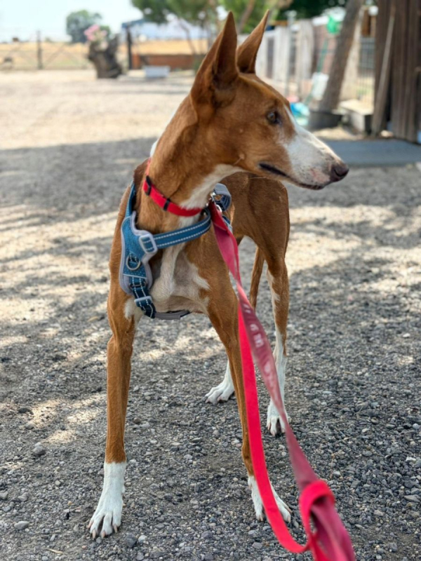 IBIZA - Chien Podenco Ibicenco à adopter - photo 7