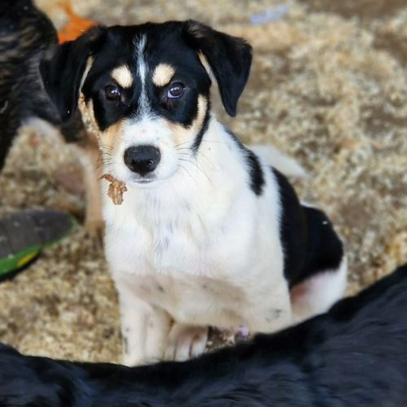BOSS - Chien à adopter - photo 2