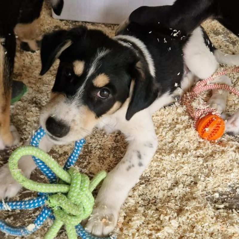 BOSS - Chien à adopter - photo 3