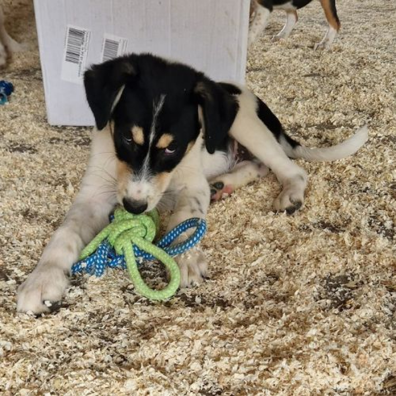 BOSS - Chien à adopter - photo 4