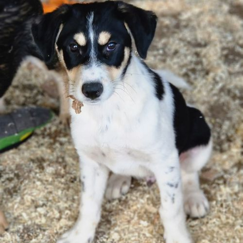 BOSS - Chien à adopter - photo 5