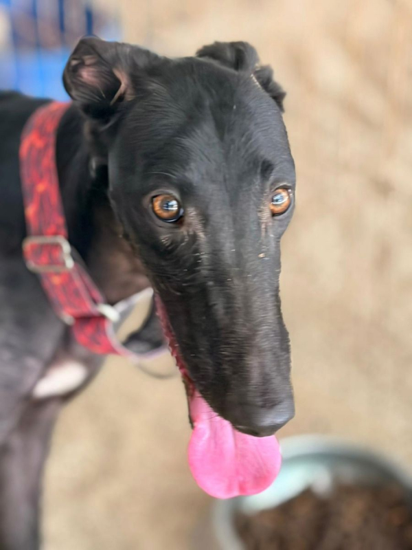 EIRA - Chien Galgo à adopter - photo 2