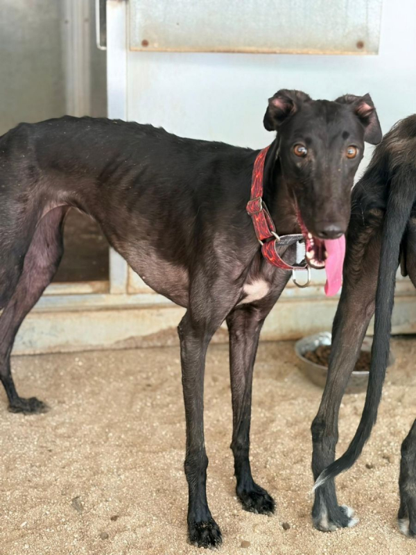 EIRA - Chien Galgo à adopter - photo 4