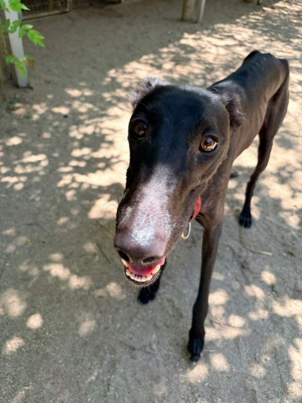 EIRA - Chien Galgo à adopter - photo 5