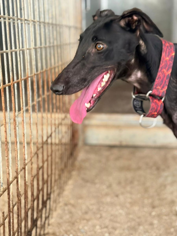 EIRA - Chien Galgo à adopter