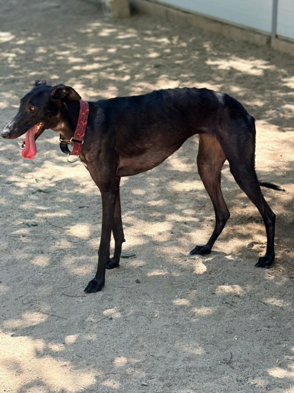 EIRA - Chien Galgo à adopter - photo 3
