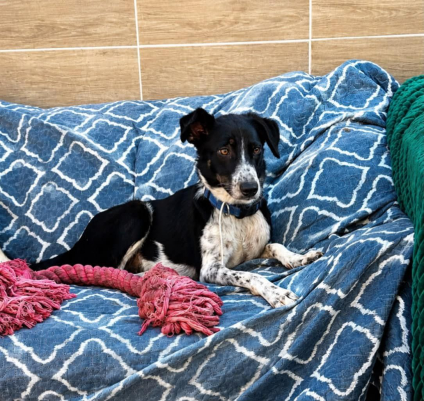 MILA - Chien Croisé à adopter - photo 7