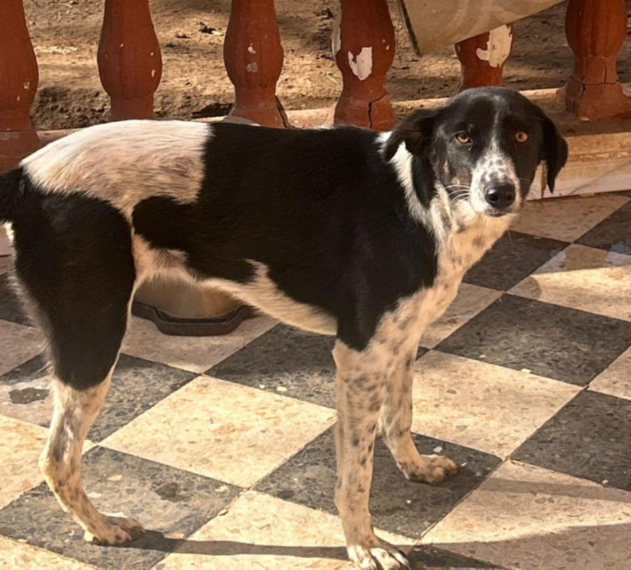MILA - Chien Croisé à adopter - photo 6