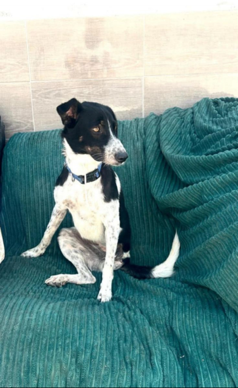 MILA - Chien Croisé à adopter - photo 3