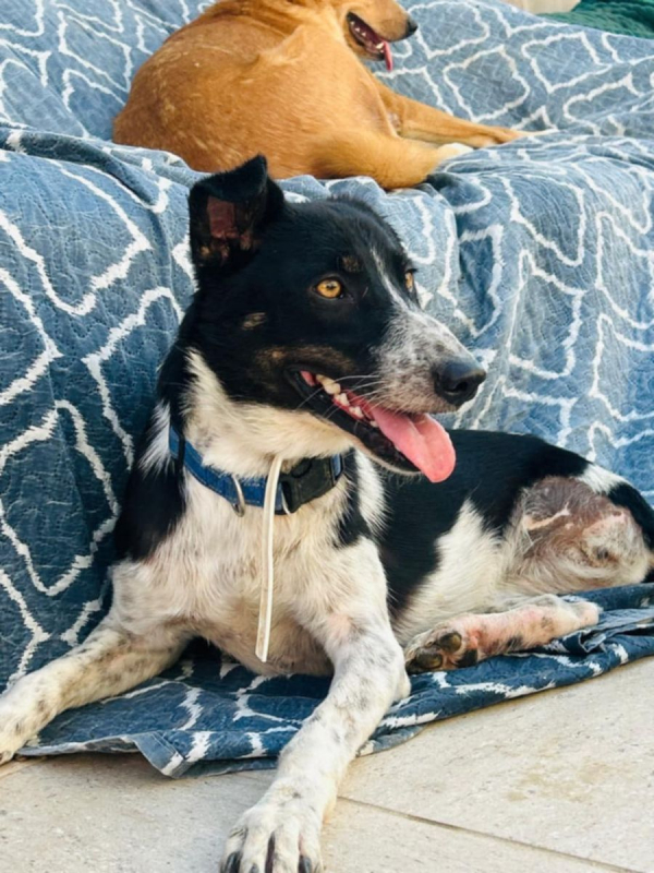 MILA - Chien Croisé à adopter - photo 8