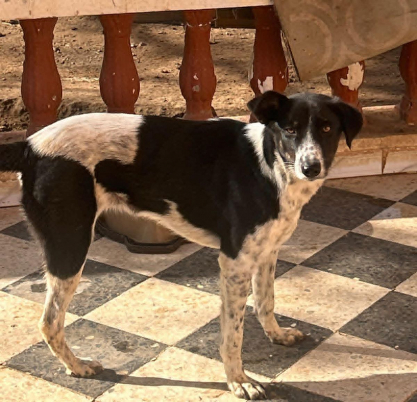 MILA - Chien Croisé à adopter - photo 2