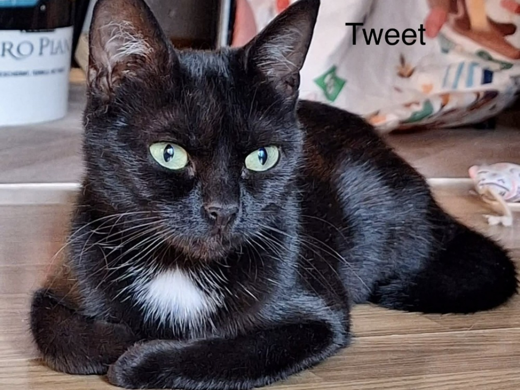 Tweet - Chat Européen à adopter