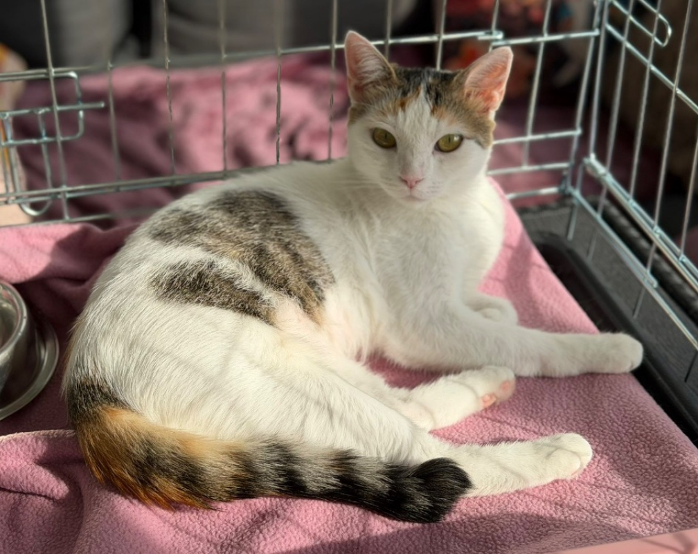 Rosie - Chat Européen à adopter