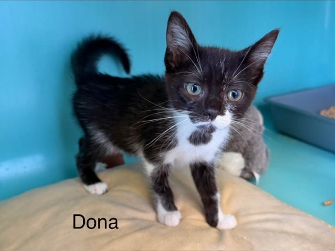 Barbidoue - Chat Européen à adopter