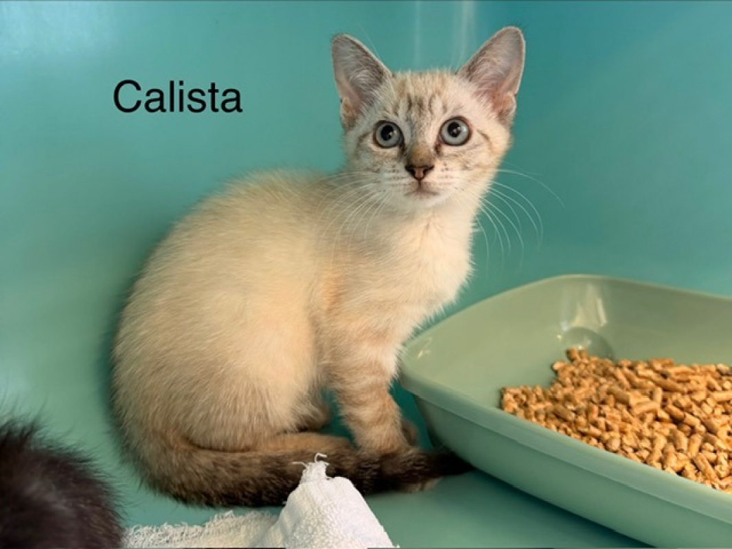 Calista - Chat Européen à adopter