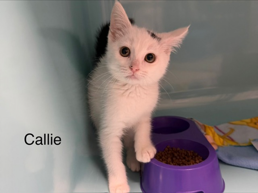 Callie - Chat Européen à adopter