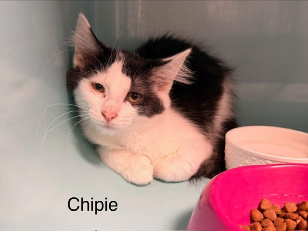 Chipie - Chat Européen à adopter