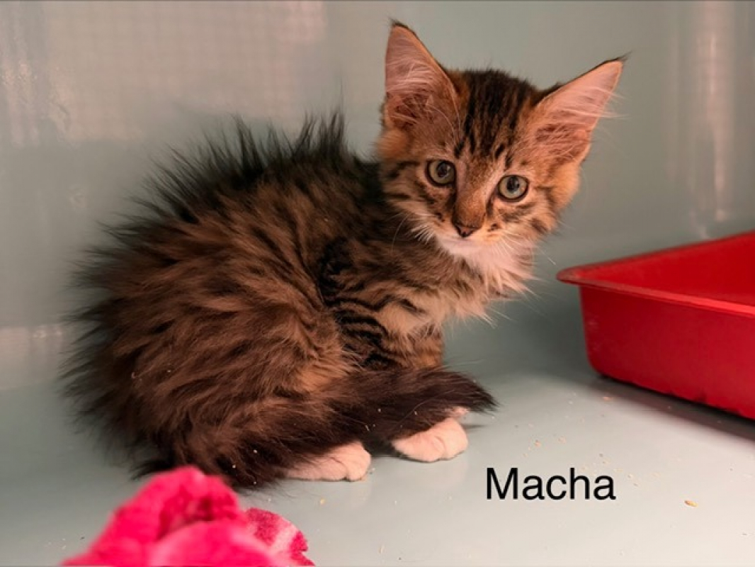 Macha - Chat Européen à adopter