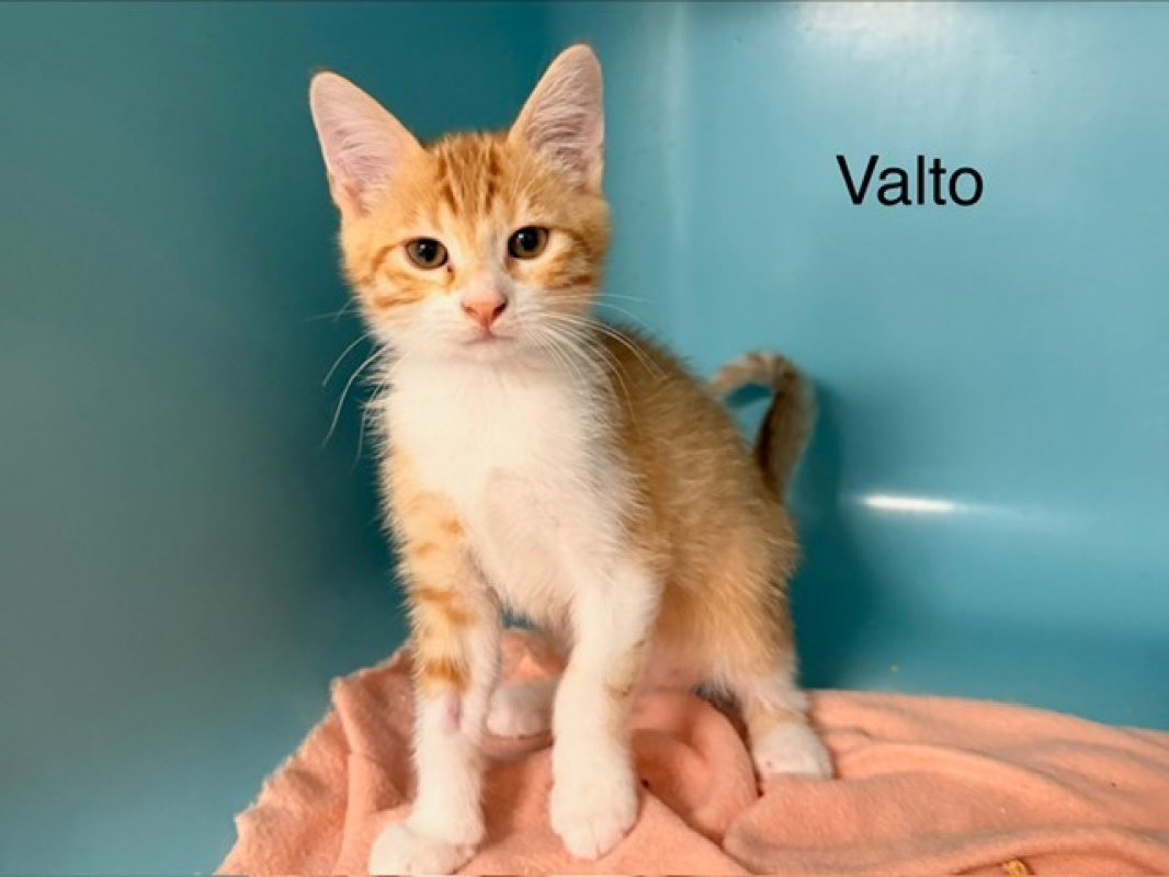 Valto - Chat Européen à adopter