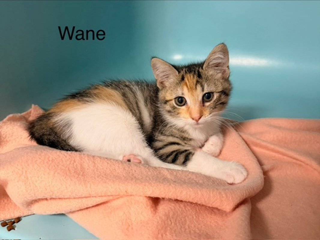 Wane - Chat Européen à adopter