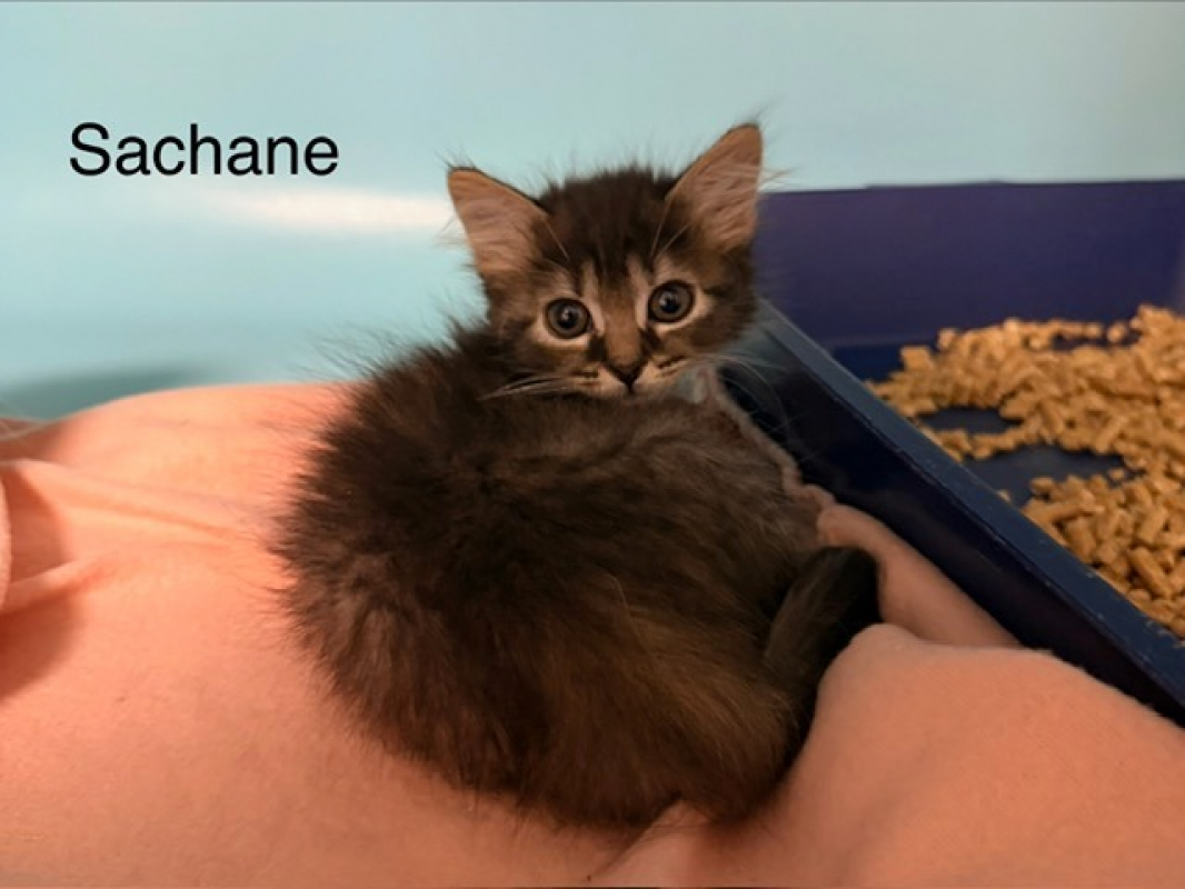Sachane - Chat Européen à adopter