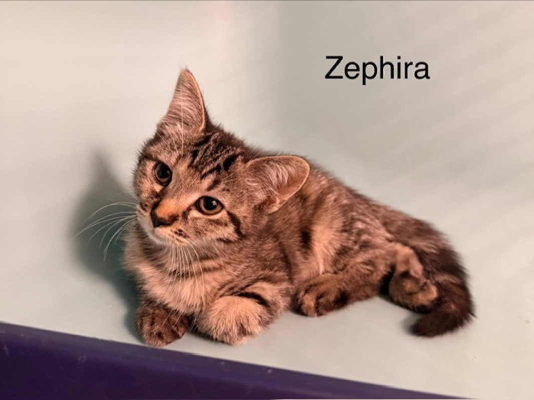Zephira - Chat Européen à adopter