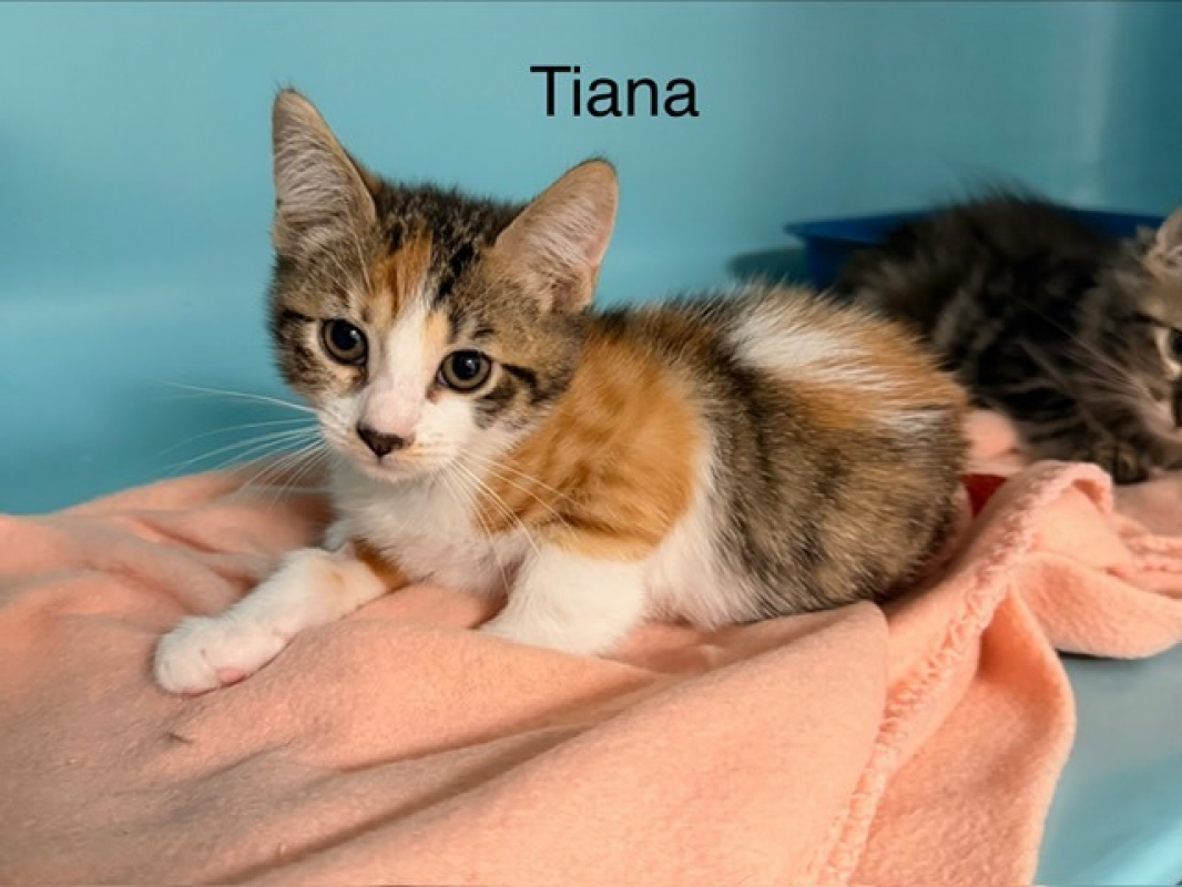 Tiana - Chat Européen à adopter
